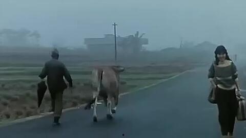 风儿踢踏踩,踢踏声中的自然韵律